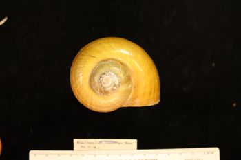 Media type: image; Malacology 91162